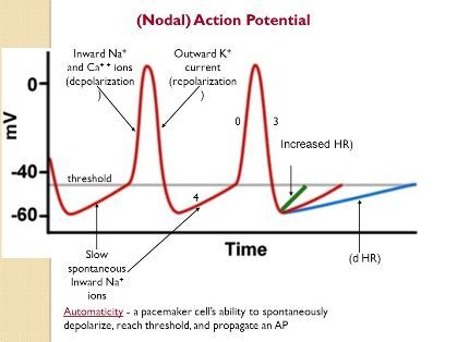 Inward Na+ and Ca+ + ions (depolarization) Outward K+ current (repolarization) 3. Increased HR) threshold. 4. Slow spontaneousInward Na+ ions. (d HR) Automaticity - a pacemaker cell’s ability to spontaneously depolarize, reach threshold, and propagate an AP.